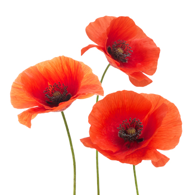 Lest We Forget Logo